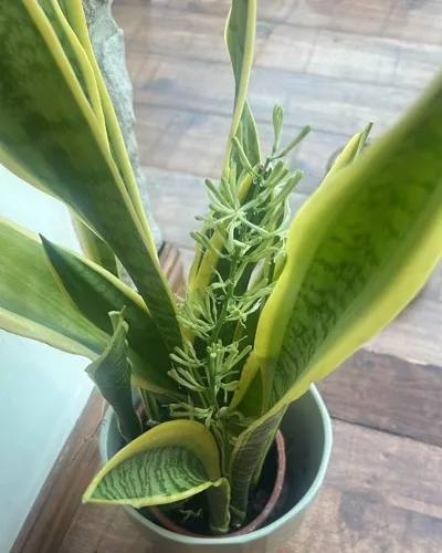 Snake plant flowering on a wooden floor
